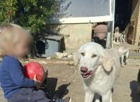 Ζάκυνθος: Ο πατέρας του 2χρονου που το κατασπάραξε το πίτμπουλ– «Να εγκαταλείψω εγώ το παιδί μου;»