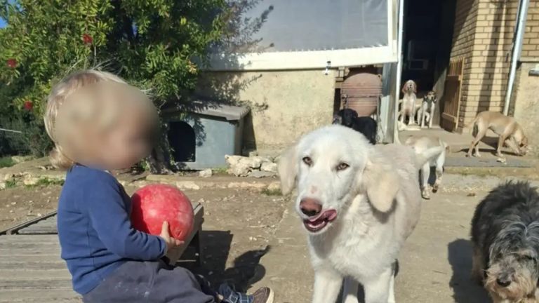 Ζάκυνθος: Ο πατέρας του 2χρονου που το κατασπάραξε το πίτμπουλ– «Να εγκαταλείψω εγώ το παιδί μου;»