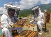 Ελληνικό μέλι σε «κόκκινο» σταυροδρόμι: 20.000 μελισσοκόμοι, 2,2 εκατ. κυψέλες