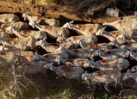 Λάρισα: Έχασε 1.000 πρόβατα από την ευλογιά ο ένας από τους τρεις συλληφθέντες στη Νίκαια