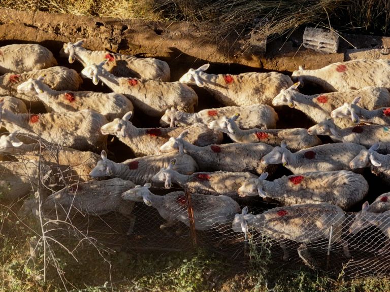 Λάρισα: Έχασε 1.000 πρόβατα από την ευλογιά ο ένας από τους τρεις συλληφθέντες στη Νίκαια