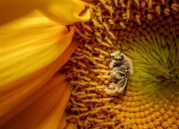 Οι καλύτερες φωτογραφίες του «National Geographic» για το 2025