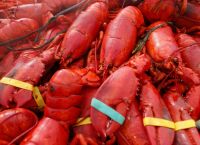 Αστακοί αξίας 400.000 $ και άλλα θαλασσινά «εξαφανίστηκαν» σε σοβαρό κύμα κλοπών στη Νέα Αγγλία