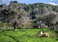 Συνελήφθησαν στη Δράμα ενώ προσπαθούσαν να βγάλουν πρόβατα από τη χώρα λόγω ευλογιάς