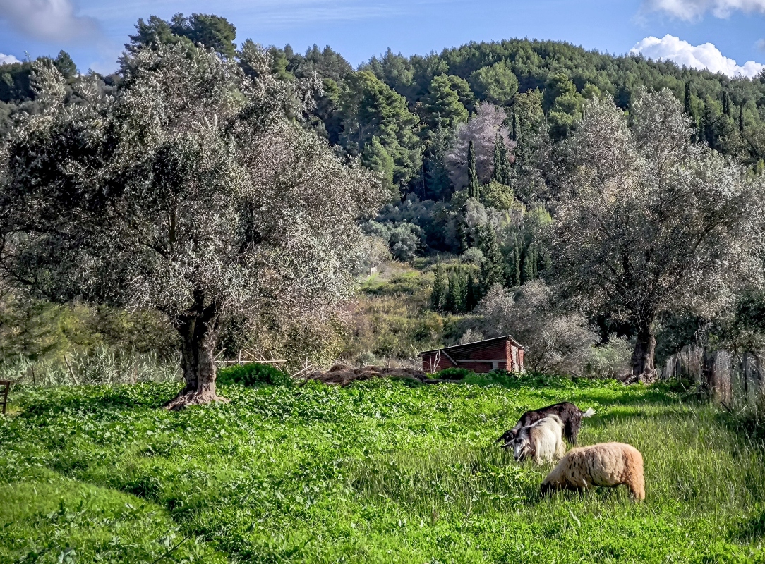 Συνελήφθησαν στη Δράμα ενώ προσπαθούσαν να βγάλουν πρόβατα από τη χώρα λόγω ευλογιάς
