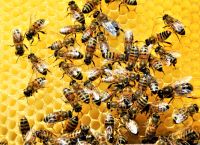 Πώς οι μέλισσες βοηθούν τους επιστήμονες να καταλάβουν το άγνωστο