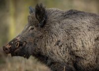 Αγριογούρουνα: Καταστροφή ή «φυσικοί μηχανικοί» που μπορούν να σώσουν τα δάση; Το μεγάλο παράδοξο της Ευρώπης