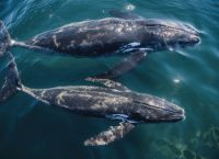 Οι «σοφές» μεγάπτερες διδάσκουν κυνήγι: Το μυστικό δίχτυ από φυσαλίδες που περνά από γενιά σε γενιά