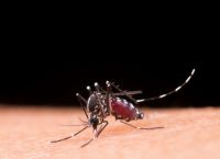 Chikungunya: Η «εξαιρετικά επώδυνη» τροπική νόσος που βρίσκει πλέον χώρο στην Ευρώπη