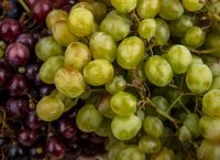 Από τα κλαδέματα του αμπελιού σε «πλαστικό» που εξαφανίζεται σε 17 ημέρες