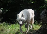 Πάρνηθα: Περιπατητής καταγγέλλει επίθεση από λύκο – «Μου έσκισε τα ρούχα»