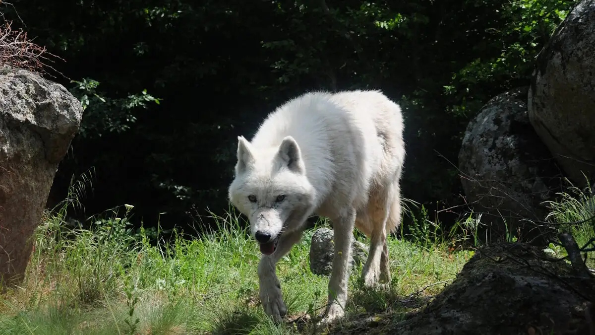 Πάρνηθα: Περιπατητής καταγγέλλει επίθεση από λύκο – «Μου έσκισε τα ρούχα»