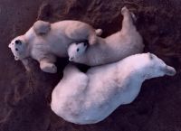 National Geographic: Η πολική αρκούδα που αγκαλιάζει τα μικρά της και συγκινεί τον κόσμο