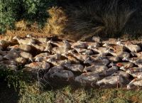 Ευλογιά αιγοπροβάτων: 476.839 θανατώσεις από τον Αύγουστο 2024 – Νέα περιστατικά σε 7 Περιφερειακές Ενότητες