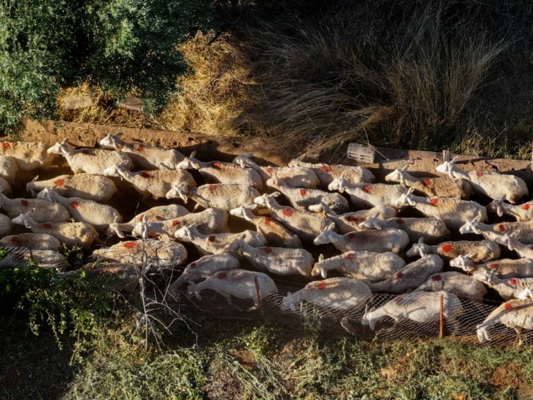 Ευλογιά αιγοπροβάτων: 476.839 θανατώσεις από τον Αύγουστο 2024 – Νέα περιστατικά σε 7 Περιφερειακές Ενότητες