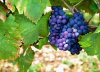 Αμπελώνες: Στα 650.965 στρέμματα ο ελληνικός αμπελώνας, αλλά με βαριές απώλειες