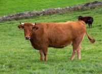 Αφθώδης πυρετός στη Λέσβο: Συναγερμός, απαγορεύσεις και μάχη για ανάσχεση