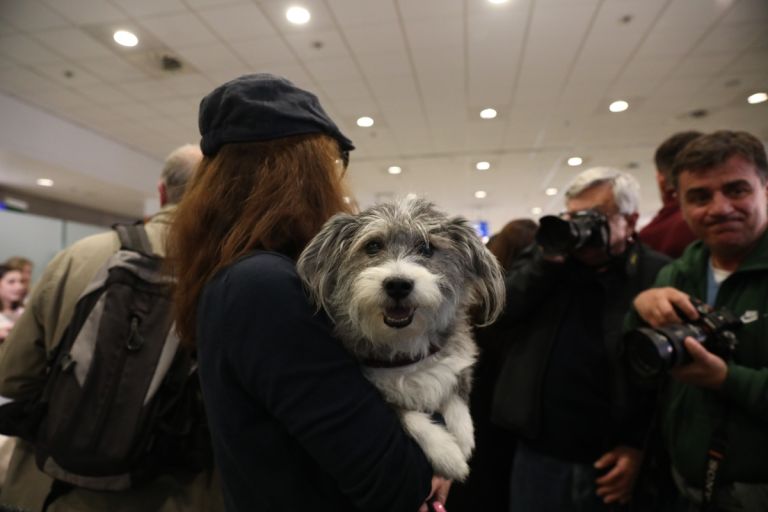 Επαναπατρίστηκαν άλλοι 101 Έλληνες με τα 47 κατοικίδια τους, με ειδική πτήση από τη Μέση Ανατολή