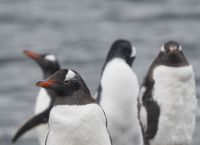 Ναμίμπια: Το όνειρο της πράσινης ενέργειας απειλεί τους αφρικανικούς πιγκουίνους