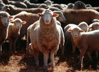 Λέσβος: Σε ΦΕΚ τα μέτρα στήριξης για τον αφθώδη πυρετό – Στα 17 τα κρούσματα