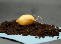 Ρεβίθια στη «σεληνιακή γη»: Επιστήμονες έφεραν πιο κοντά τη γεωργία στο Διάστημα