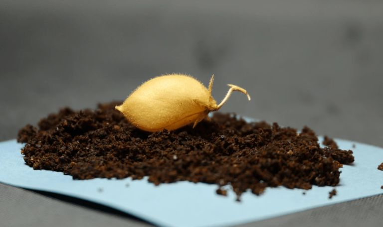 Ρεβίθια στη «σεληνιακή γη»: Επιστήμονες έφεραν πιο κοντά τη γεωργία στο Διάστημα