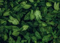 Τα φυτά “ακούν” τη βροχή; Η επιστήμη δίνει για πρώτη φορά απάντηση