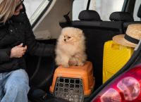 Μετα-Brexit μπλόκο στα ταξίδια με κατοικίδια: Ακριβότερες οι διακοπές για Βρετανούς