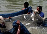 Εκλογές στη Δυτική Βεγγάλη: Γιατί οι υποψήφιοι κυκλοφορούν κρατώντας ψάρια
