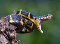 Απολίθωμα φιδιού 34 εκατ. ετών στο Ουαϊόμινγκ αλλάζει την ιστορία της εξέλιξης