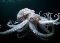 Η θεωρία του χταποδιού: Ποιο πλοκάμι καθορίζει τις επιλογές ζωής σας;