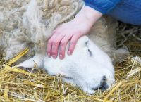 Αφθώδης πυρετός: Σε συναγερμό και ο Έβρος μετά το κρούσμα στην Τουρκία