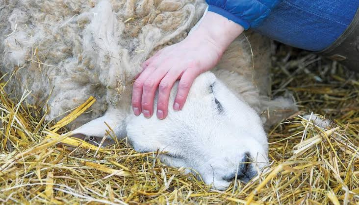 Αφθώδης πυρετός: Σε συναγερμό και ο Έβρος μετά το κρούσμα στην Τουρκία