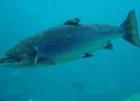 Σολομοί και κοκαΐνη: Τι έδειξε η νέα μελέτη για τη συμπεριφορά τους στο νερό