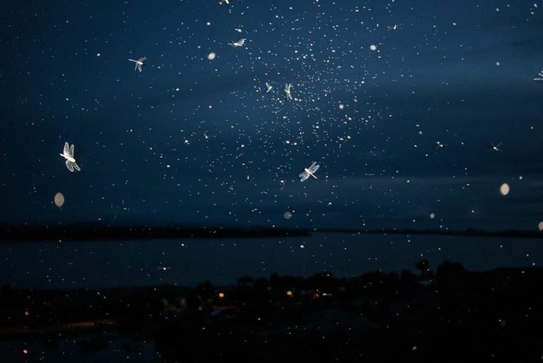 National Geographic: Οι λιβελούλες που μετέτρεψαν τον ουρανό του Ορινόκο σε παραμύθι