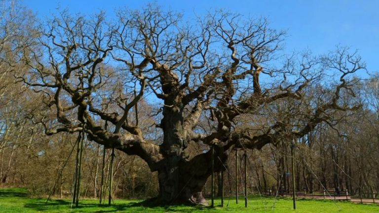 Major Oak: Πέθανε η θρυλική βελανιδιά του Ρομπέν των Δασών μετά από 1.000 χρόνια ζωής