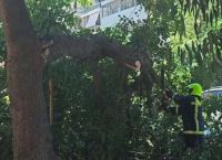 Σοβαρά προβλήματα από τους ανέμους στην Αττική – Δέντρα έπεσαν σε δρόμους, κατέρρευσε τοίχος
