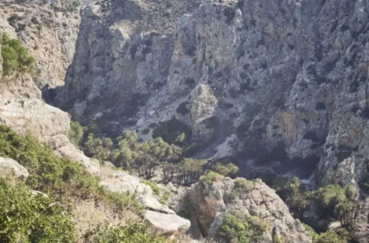 Ρέθυμνο: Περιορισμένες οι ζημιές στο Φοινικόδασος του Πρέβελη