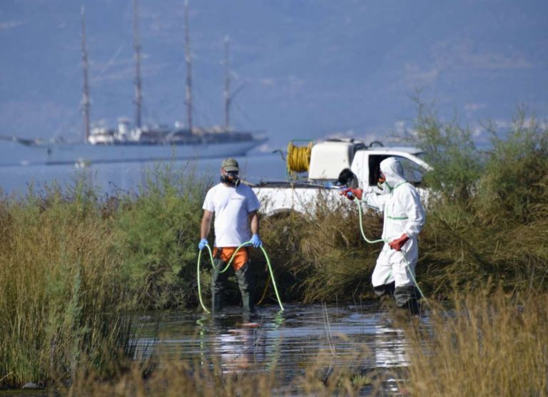 Σε έξαρση ο ιός Δυτικού Νείλου στην Ελλάδα: Πίεση στα νοσοκομεία,«καμπανάκι» για αύξηση κρουσμάτων