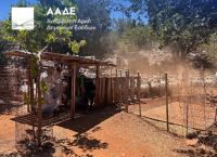 ΑΑΔΕ: Πρώτος μαζικός επιτόπιος έλεγχος για αγροτικές επιδοτήσεις – Στο μικροσκόπιο 195 κτηνοτρόφοι στην Κρήτη