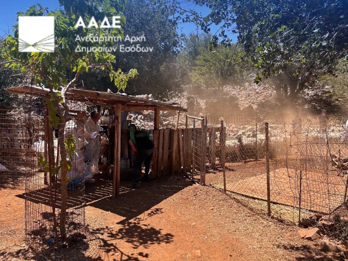 ΑΑΔΕ: Πρώτος μαζικός επιτόπιος έλεγχος για αγροτικές επιδοτήσεις – Στο μικροσκόπιο 195 κτηνοτρόφοι στην Κρήτη