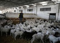 Farmers Gear Up for Battle Ahead of Thessaloniki Fair: Livestock Losses Turn Into a Survival Crisis