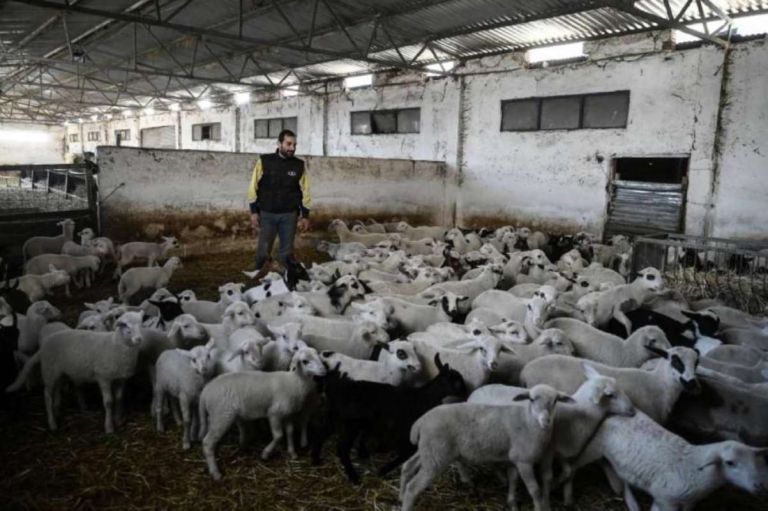 Farmers Gear Up for Battle Ahead of Thessaloniki Fair: Livestock Losses Turn Into a Survival Crisis