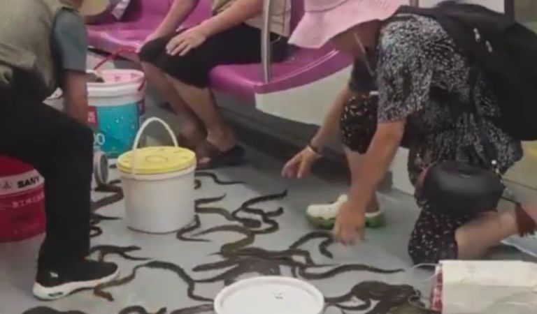 Κίνα: Δεκάδες χέλια ξεχύθηκαν σε βαγόνι του μετρό