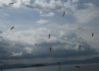 Ιός του Δυτικού Νείλου: Τα συμπτώματα, ευπαθείς ομάδες & οι περιοχές με τα πιο πολλά κρούσματα