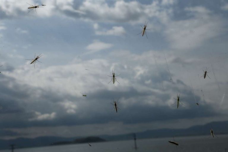 Ιός του Δυτικού Νείλου: Τα συμπτώματα, ευπαθείς ομάδες & οι περιοχές με τα πιο πολλά κρούσματα