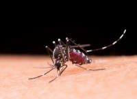 Ιός Δυτικού Νείλου: Στην ανάπτυξη rapid test ελληνική ομάδα του ΕΚΠΑ
