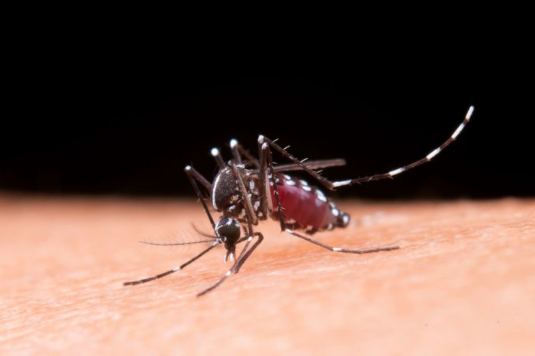 Ιός Δυτικού Νείλου: Στην ανάπτυξη rapid test ελληνική ομάδα του ΕΚΠΑ