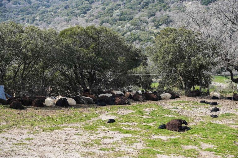 ΑΑΔΕ: Άνοιξε η εφαρμογή Transpay για τις πληρωμές αγροτικών ενισχύσεων