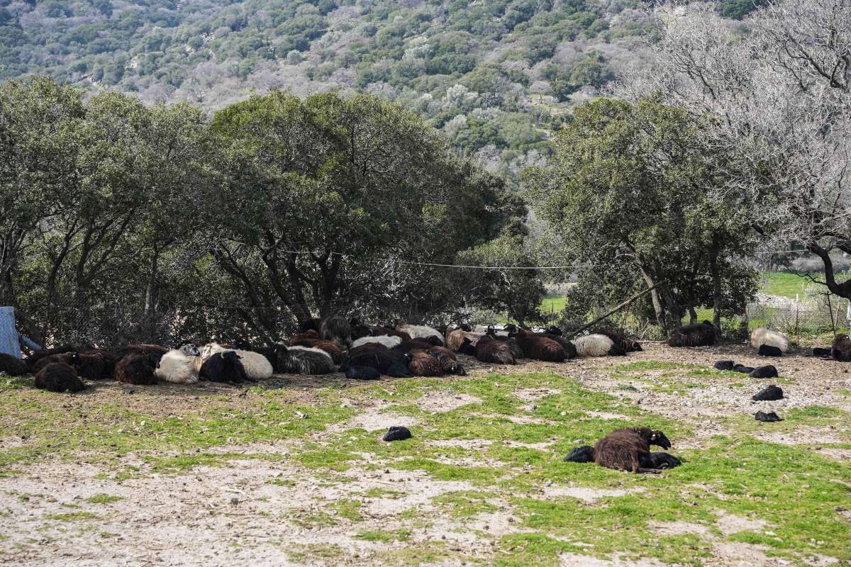 ΑΑΔΕ: Άνοιξε η εφαρμογή Transpay για τις πληρωμές αγροτικών ενισχύσεων